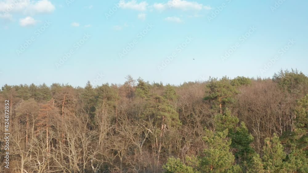 Drone flying over the treetops of a beautiful autumn forest in daylight. Drone flying over the treetops of a beautiful autumn forest in daylight.