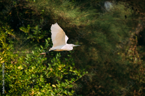 Goa, India. White Little Egret Flying On Background Greenery photo