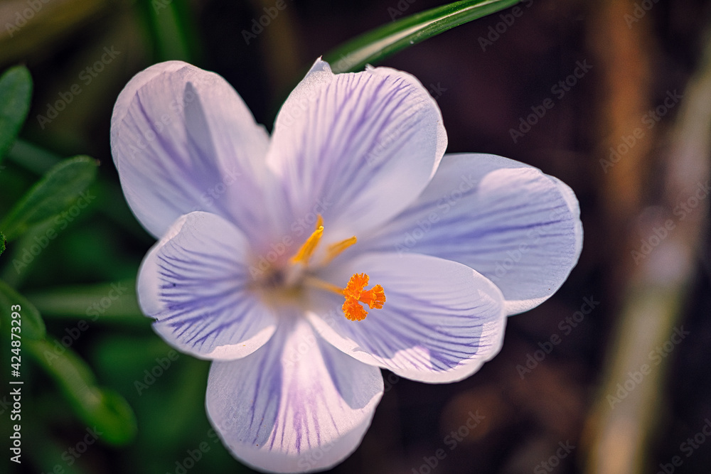 Die Krokus Blume in einem sanften Licht Bokeh Die Krokus Blume in einem sanften Licht Bokeh