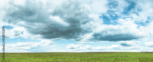 Countryside Rural Field Landscape With Young Wheat Sprouts In Spring Cloudy Day. Agricultural Field. Young Wheat Shoots. Panorama