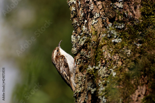 Tree creeper looking for insects.