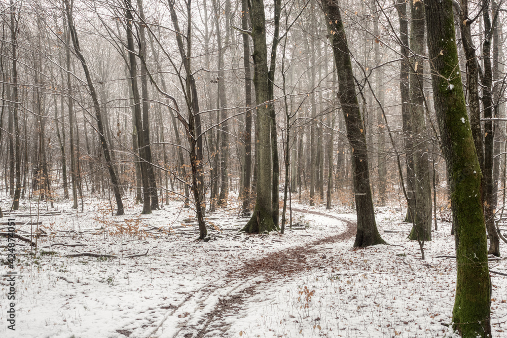 A nice picture of a snowy forest path A nice picture of a snowy forest path