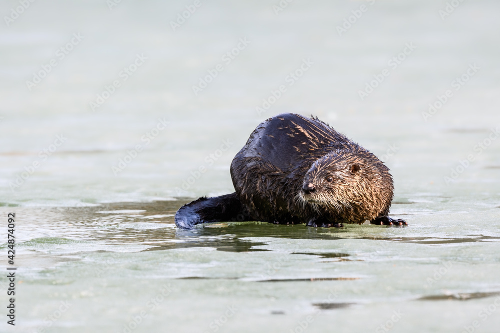 Obraz premium North American River Otter or Northern River Otter Resting on Ice in Early Spring, Closeup Portrait