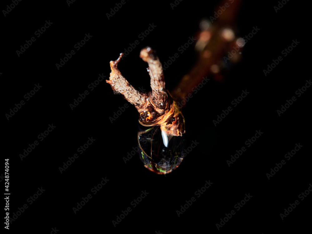Fototapeta premium water drop