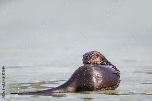 North American River Otter or Northern River Otter Resting on Ice in Early Spring, Closeup Portrait