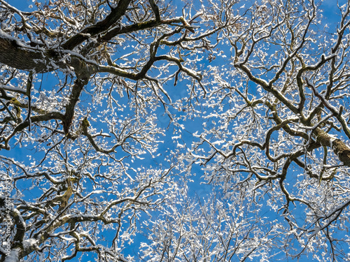 A lovely picture of a snow laden tree photographed against the sky photo