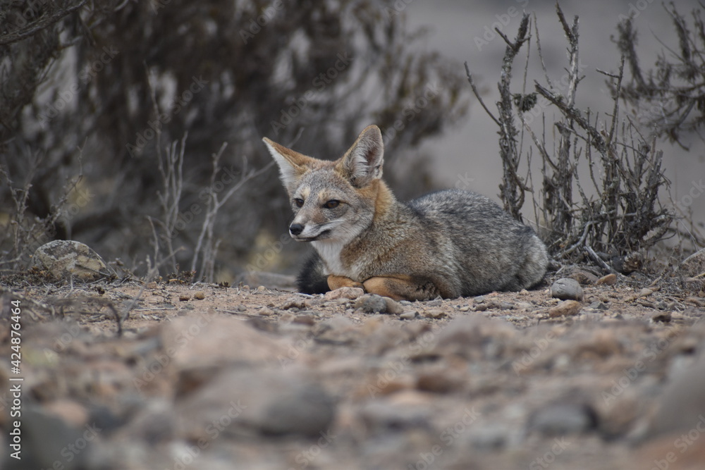 Fototapeta premium Zorro culpeo, freirina, north of chile, Fox