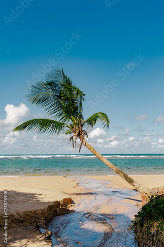 palm tree on the beach