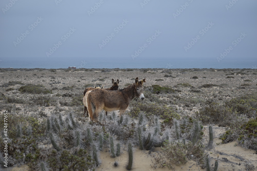 Obraz premium chile donkey