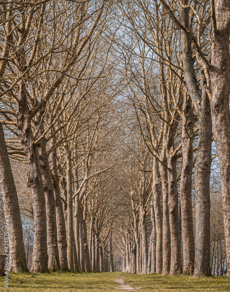 Fototapeta premium Chemin sur la Forêt