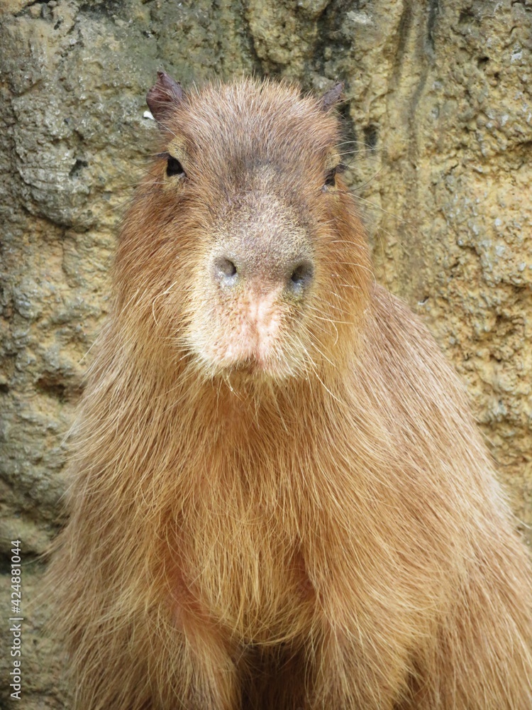 カピバラ