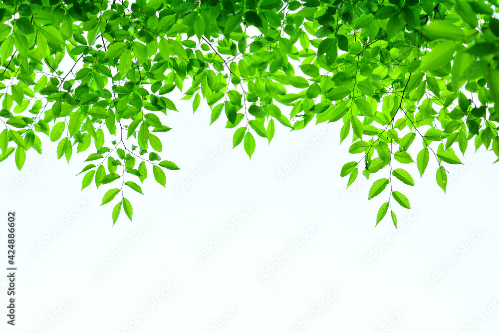 green leaves background green leaves background