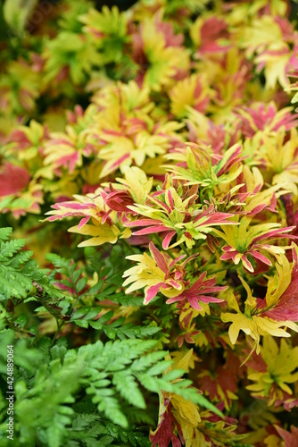 Colorful Coleus or Painted nettle (Solenostemon scutellarioides), Decoration leaf plant in a garden, Spring season