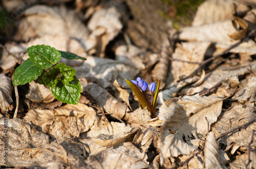 Blue Scilla bifolia (Two-leaf Squill) begins to bloom in the forest in early spring