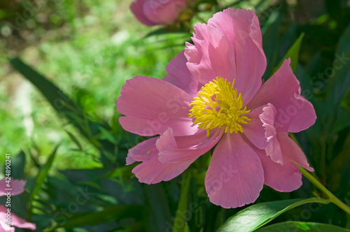 Fototapeta Naklejka Na Ścianę i Meble -  One beautiful light pink peony (Paeonia) with long stamens on a background of green leaves in a garden close-up on