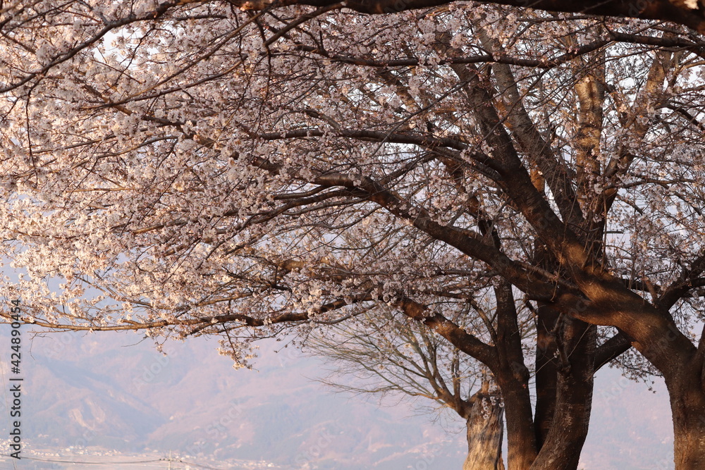 Fototapeta premium 桜並木