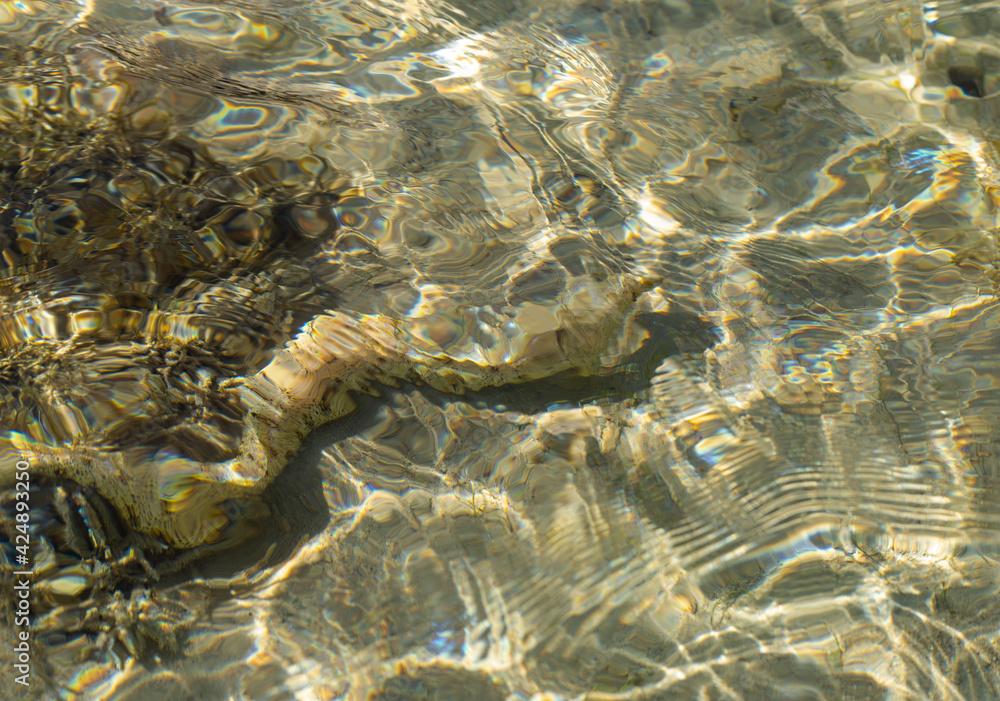 The snowflake moray (Echidna nebulosa) also known as the clouded moray. The snowflake moray (Echidna nebulosa) also known as the clouded moray.