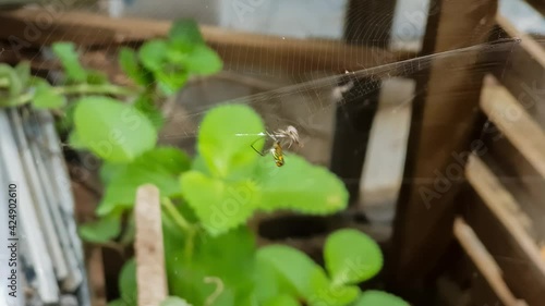 Spider devours its prey. Spider hunting a fly.

