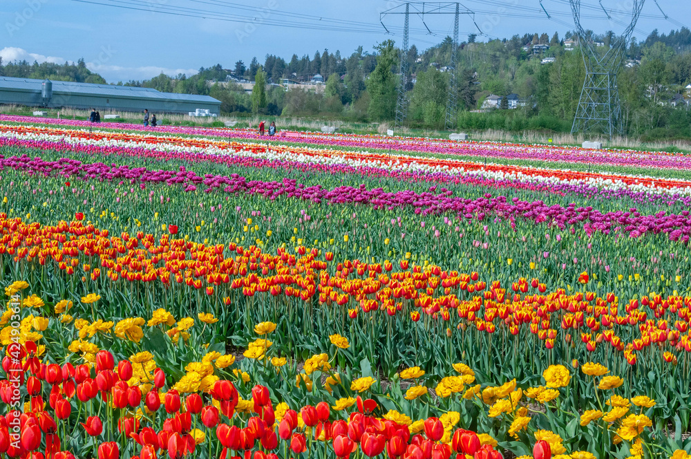 Beutiful Colorful field of Tulip Flowers