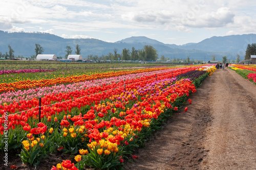 Colorful field of Tulip Flowers