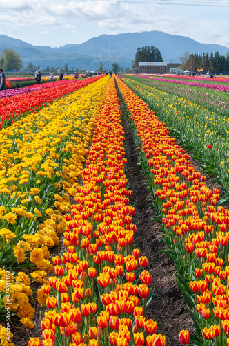 Colorful field of Tulip Flowers © Rafael