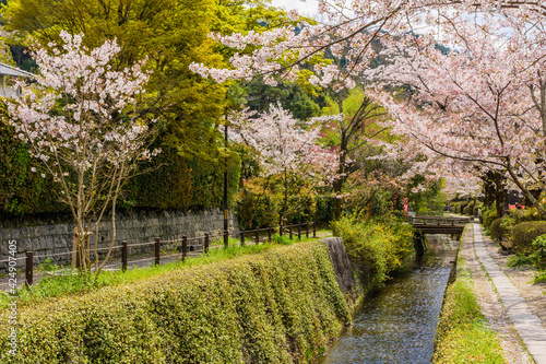 京都 桜が満開の哲学の道