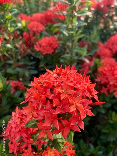 red flowers in garden