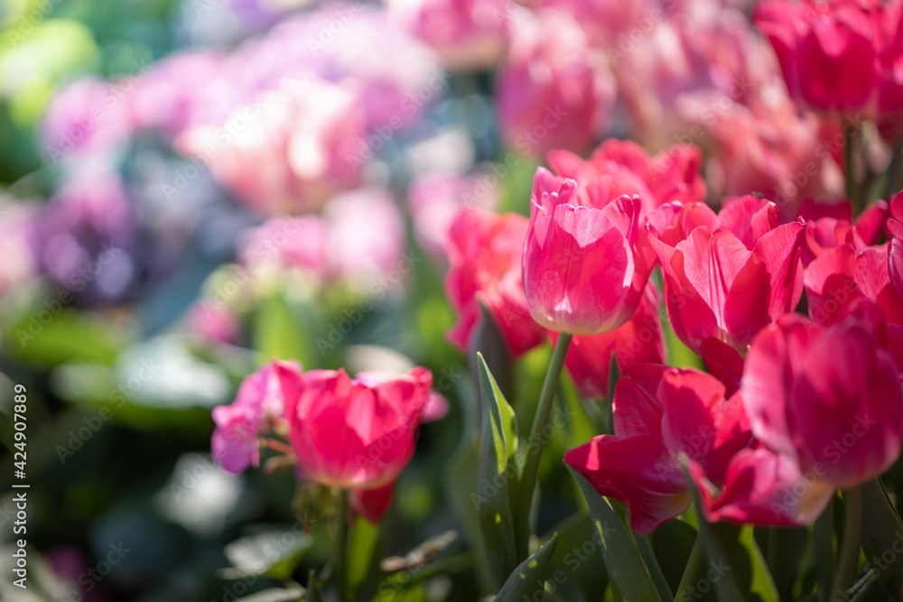 Beautiful bouquet of tulips. colorful tulips. nature background Beautiful bouquet of tulips. colorful tulips. nature background