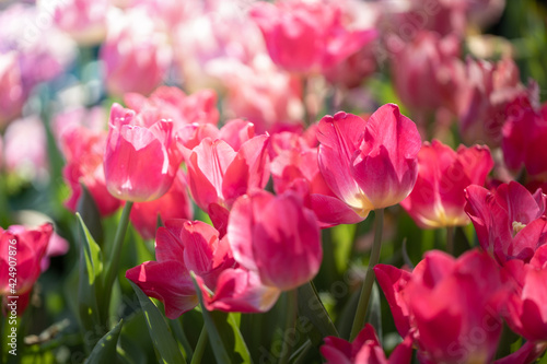 Beautiful bouquet of tulips. colorful tulips. nature background © teerawit