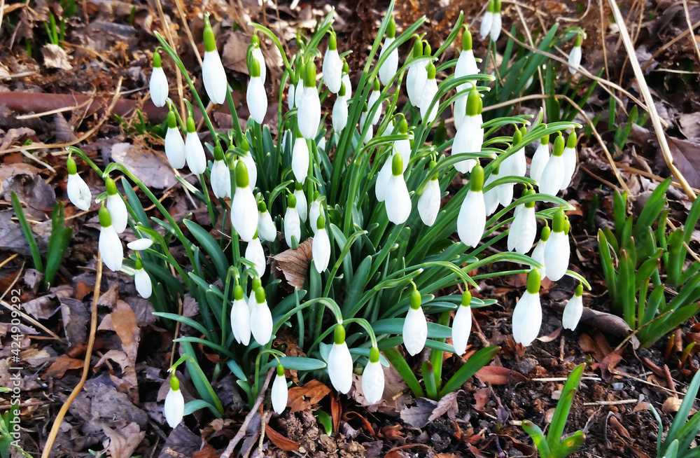 White snowdrops. Blooming white galanthus in spring. White snowdrops. Blooming white galanthus in spring.