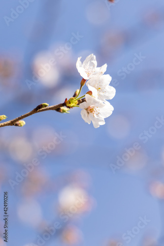 春の桜の花とブルーバック