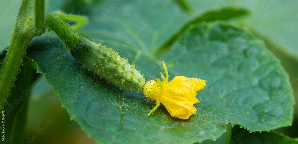 Cucumber flower and ovary on the green leaf. Yellow blossom and young fruit close-up Cucumber flower and ovary on the green leaf. Yellow blossom and young fruit close-up
