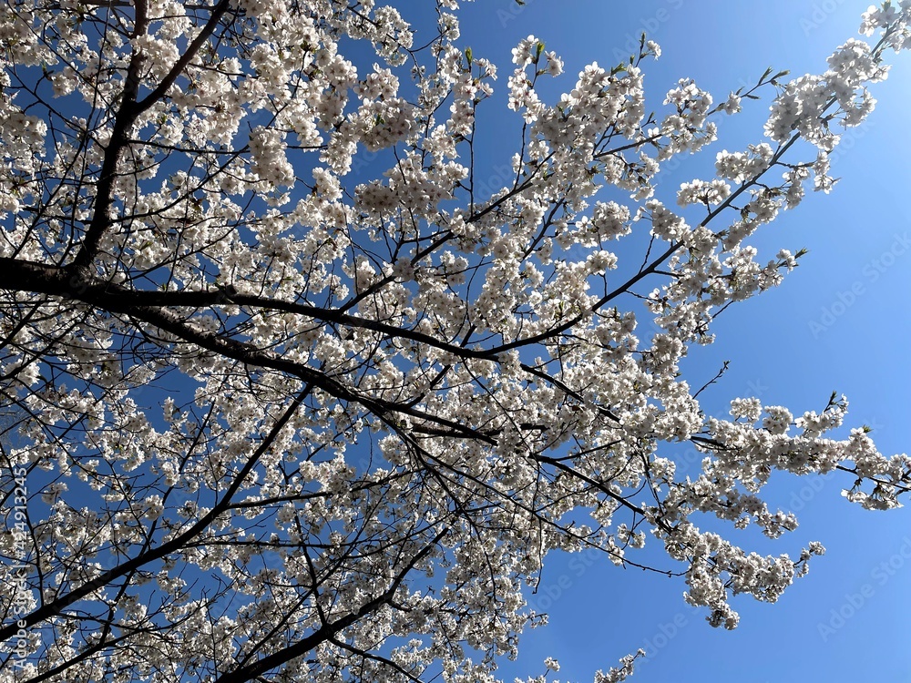 cherry blossom in spring