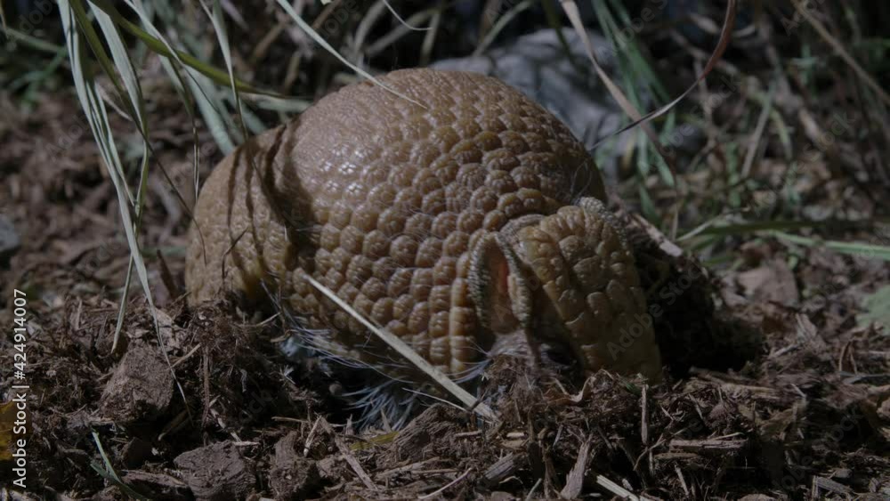 Armored armadillo hunting for bugs in the dirt Armored armadillo hunting for bugs in the dirt