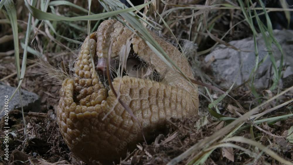 Armadillo rolled up in a ball - defensive mechanism of prey animals Armadillo rolled up in a ball - defensive mechanism of prey animals