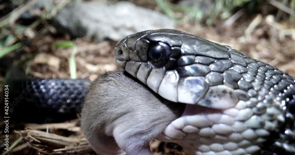 Black rat snake eating a mouse slow motion