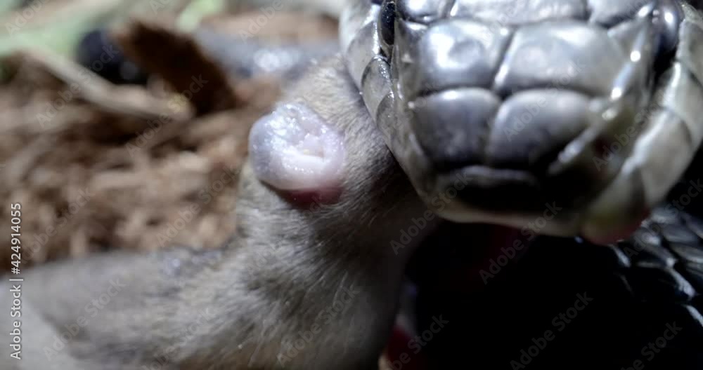 Black rat snake close up macro eating a mouse in nature Black rat snake close up macro eating a mouse in nature