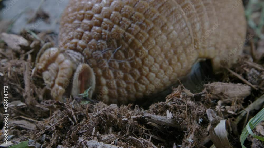 Armadillo close up rooting in dirt for food Armadillo close up rooting in dirt for food