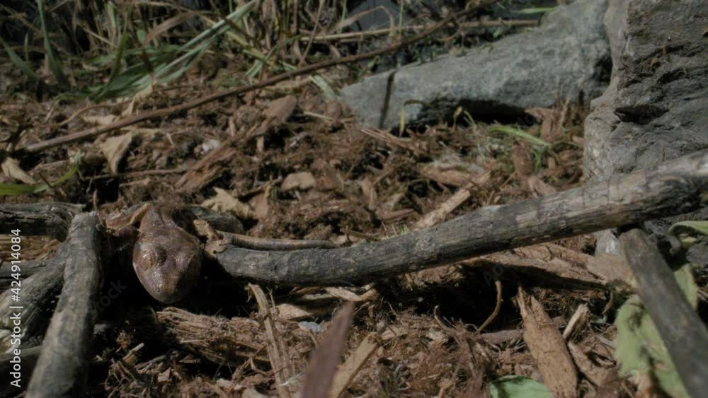 Crested gecko in the wild - small baby lizard Crested gecko in the wild - small baby lizard