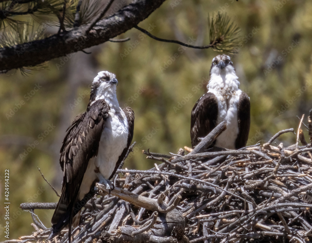 Obraz premium Osprey Nesting Pair