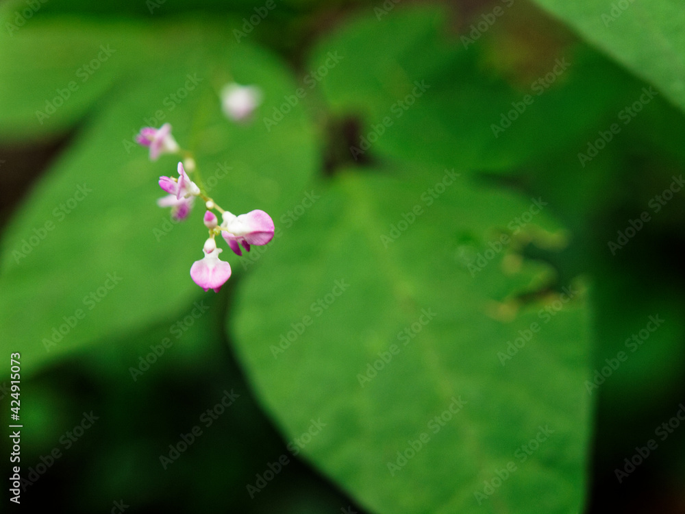 小さなピンクの花 小さなピンクの花