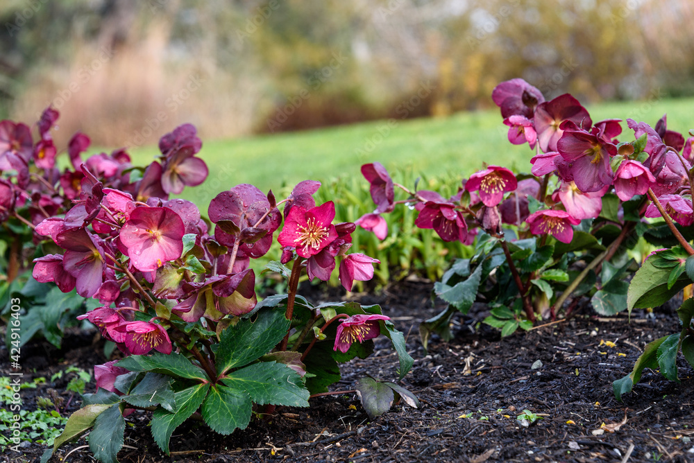 Pink hellebore blooming in a garden with sunny lawn and bushes in the background
