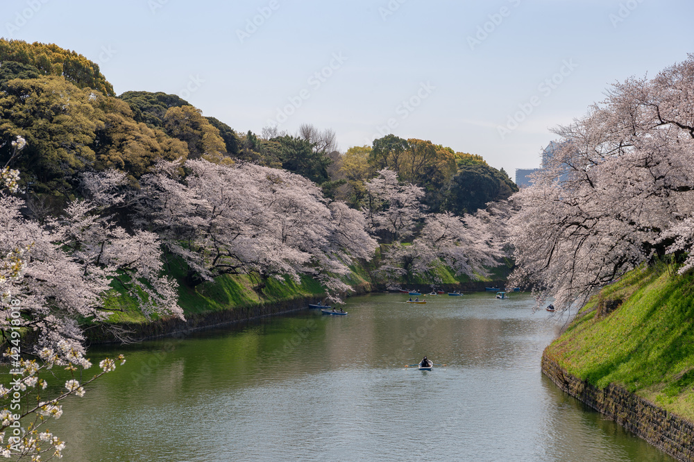 東京都千代田区九段にある千鳥ケ淵に咲く桜