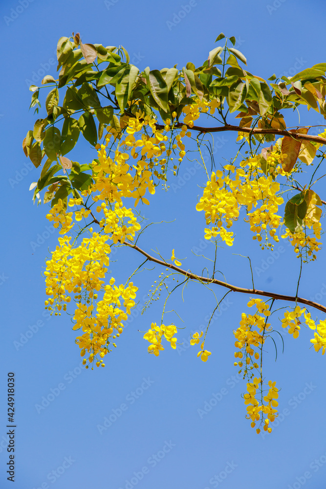 Yellow blossom of Cassia fistula (Yellow tree in Israel). Tree of yellow rain Yellow blossom of Cassia fistula (Yellow tree in Israel). Tree of yellow rain