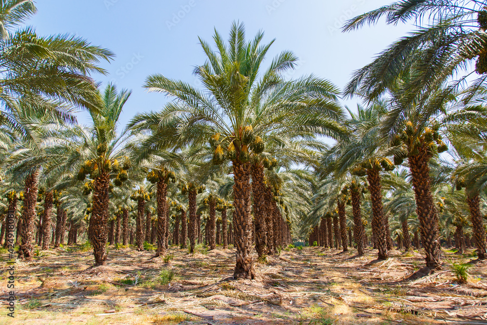 Cultivation of date palms in Israel. Agriculture in the Middle East. Palm Grove. Cultivation of date palms in Israel. Agriculture in the Middle East. Palm Grove.