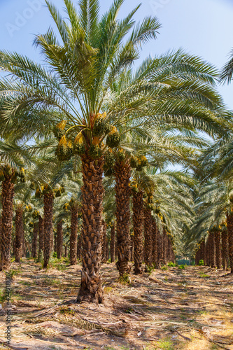 Cultivation of date palms in Israel. Agriculture in the Middle East. Palm Grove.  © Olga Mishyna