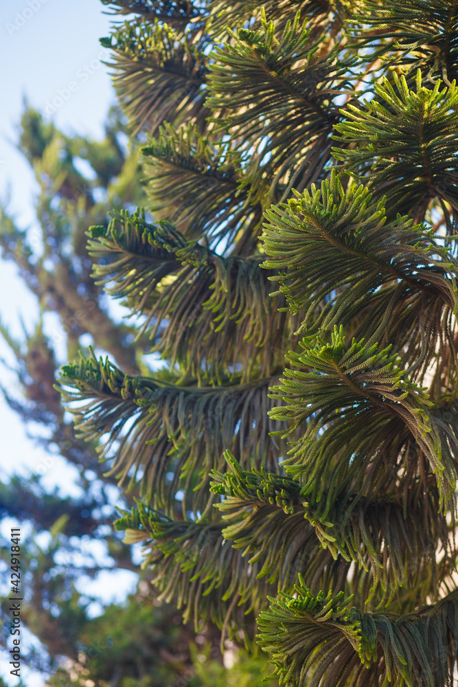 Texture from branches of spruce Texture from branches of spruce