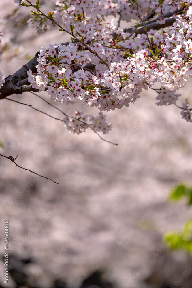 東京都千代田区九段にある千鳥ケ淵に咲く桜 東京都千代田区九段にある千鳥ケ淵に咲く桜
