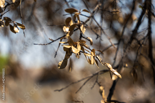 dry leaves of Texas Live Oak