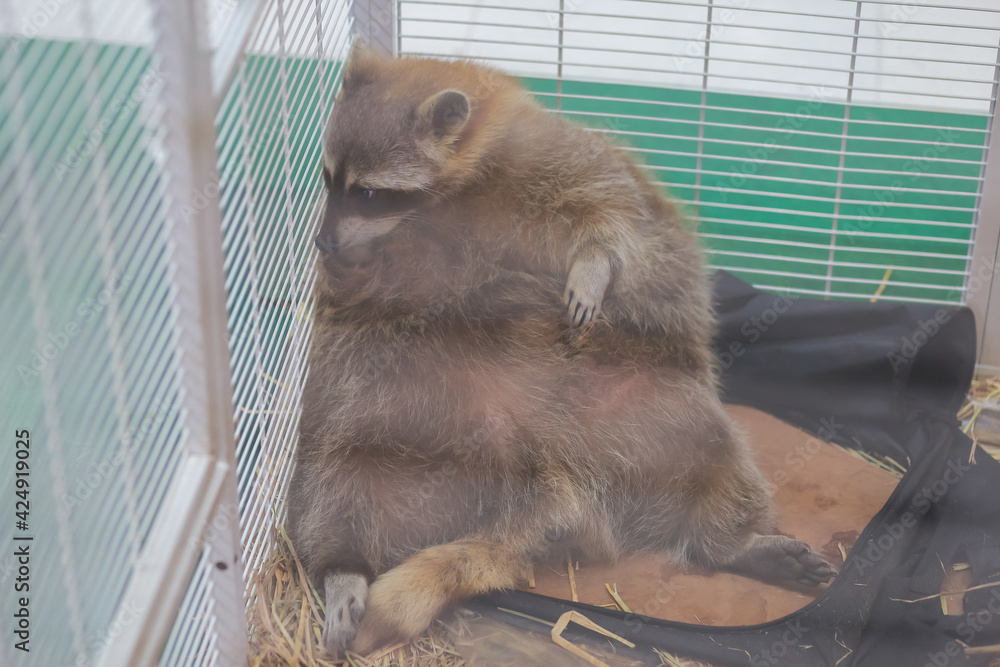 Foto de Poor fat raccoon slept in a metal cage, looking unhappy. The ...